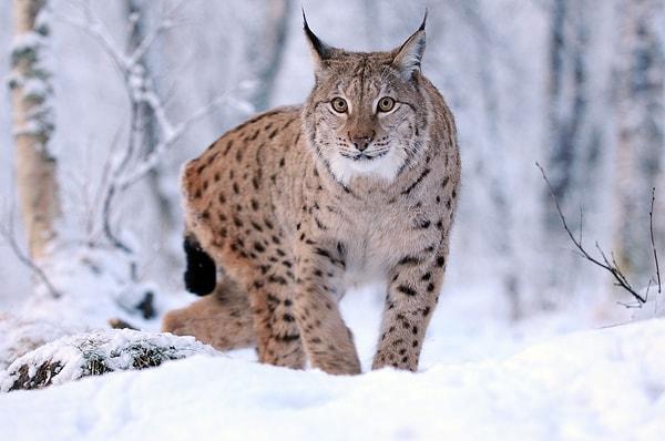 9. Vaşak / Lynx / Lynx lynx