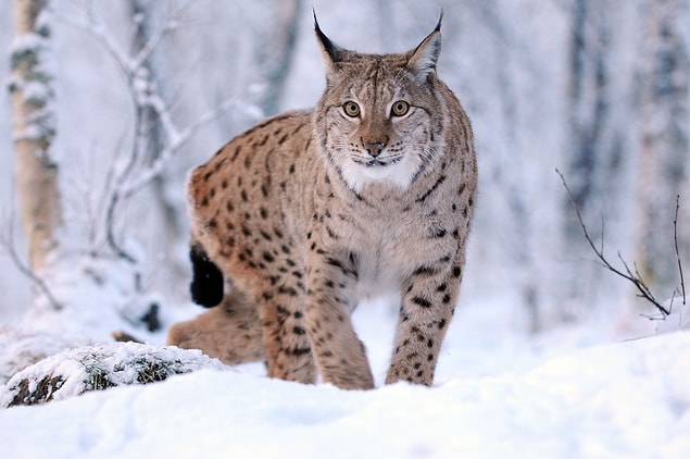 9. Vaşak / Lynx / Lynx lynx