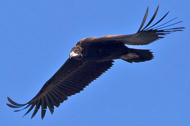 10. Kara Akbaba / Cinereous Vulture / Aegypius monachus