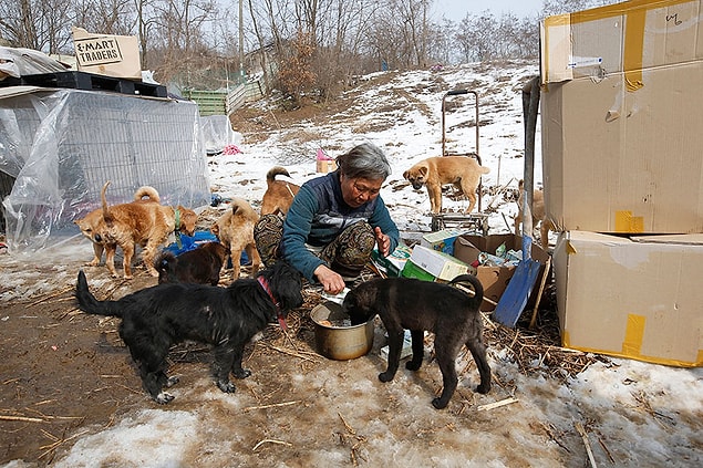 Kendisi son 26 yılını tamamen köpeklere adamış durumda.