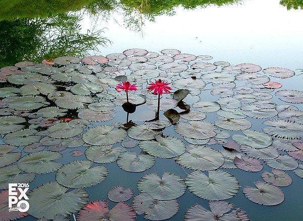 9. Kendini temizleme özelliğine sahip tek çiçek çamurlu ortamda yetişen Lotus çiçeğidir.