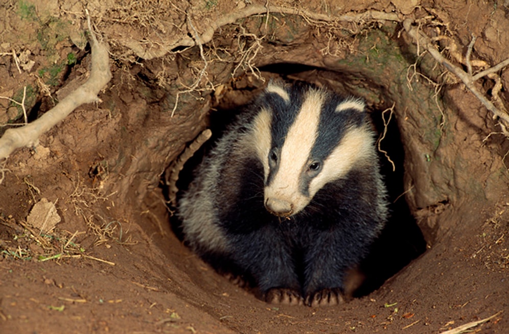 Stonehenge Yakınında Bir Porsuk Tarafından Bronz Çağı Mezarı Bulundu