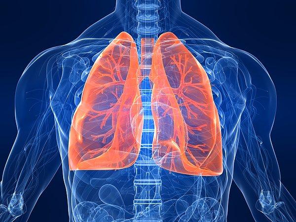 4. Daha yüksek kapasiteli akciğerler