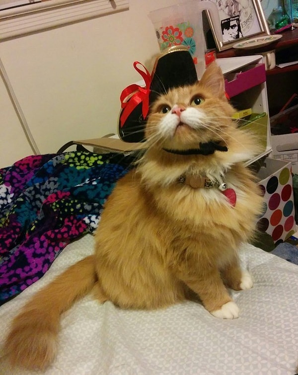 3. Красавчик пират, который никогда не нассыт тебе в тапки.