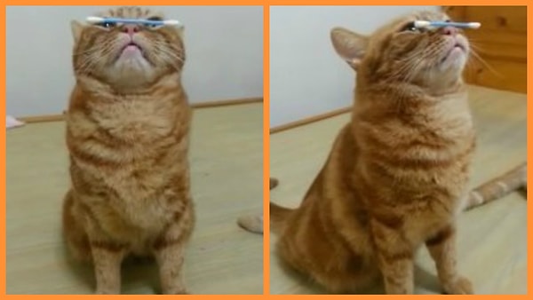 25. Рыжик хочет, чтобы ты им гордился.