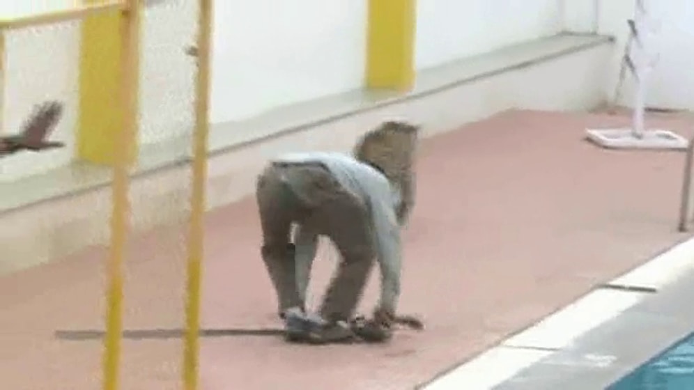 Леопард пробрался в индийскую школу и покусал людей