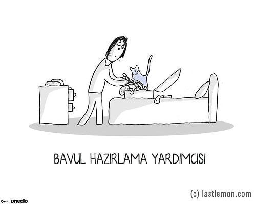 Ev Kedilerine Sigorta Yaptırma Zorunluluğu Geliyor Bu Şirin