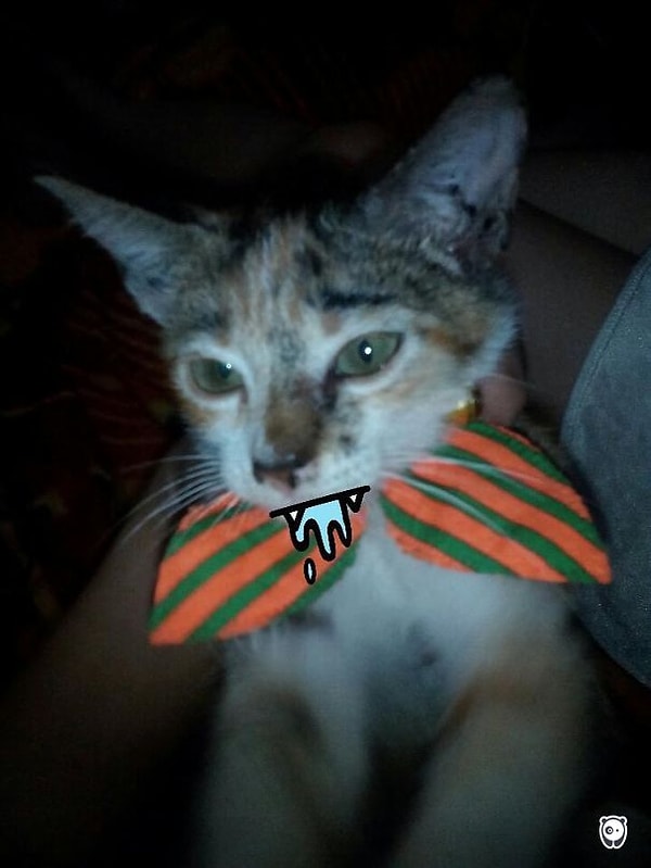 11. Голодный