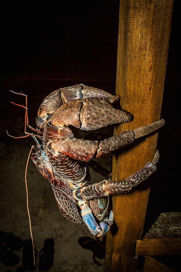 Мне кажется, что лучше есть его с закрытыми глазами.