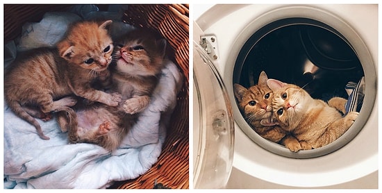 Два рыжих брата неразлучны со дня их спасения