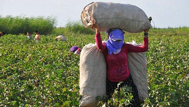 6 buçuk milyon tarım işçisinin güvenliği yok