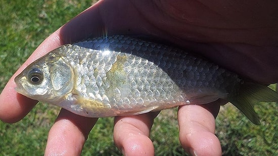 'Anadolu İncisi' Koruma Altına Alınacak