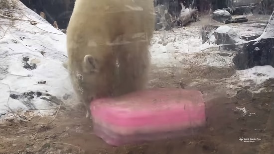 Sevgililer Günü Hediyesi Olarak Kalp Şeklinde Buz Alan Kutup Ayısı