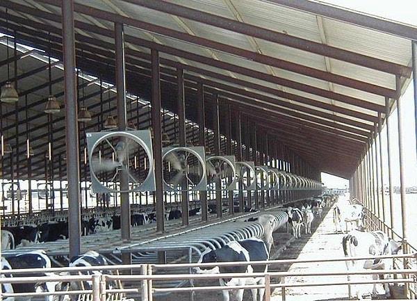 5. Süt inekçiliği yapacak çiftçilerimizin havalandırma ve aydınlatılması sağlanmış olmalıdır!