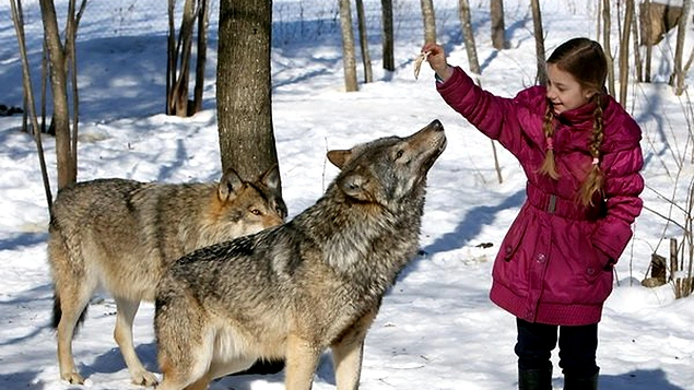 Kurtlar bekçi olarak kullanılmaz. Çünkü kurtlar doğası gereği yabancı bir varlığa havlamaktan, saldırmaktan çok ondan kaçıp saklanmayı tercih eder.