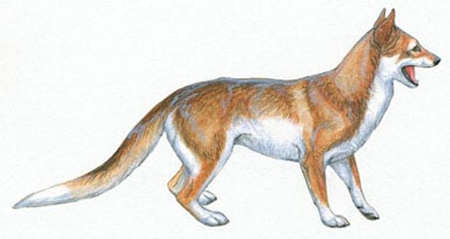 14. Kurtlar 35 milyon yıl önce yaşayan Mesocyon isimli bir canlıdan evrimleşti. Bu canlı kısa bacakları ve uzun gövdesi ile köpeğimsi bir hayvandı ve büyük ihtimalle sürüler halinde yaşıyordu.