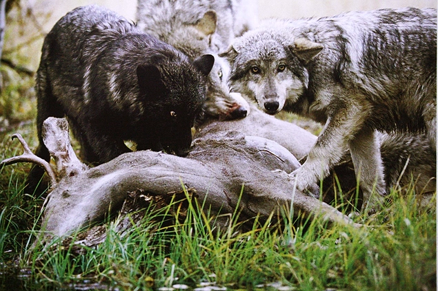 Yunanlar kurtlar tarafından öldürülen bir geyiğin etinden yiyen insanın vampire dönüşebileceğine inanıyordu.