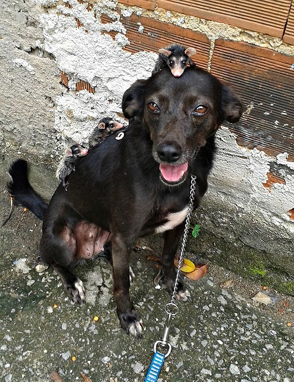 6. ... и даже стали "ездить" на своей новой маме...