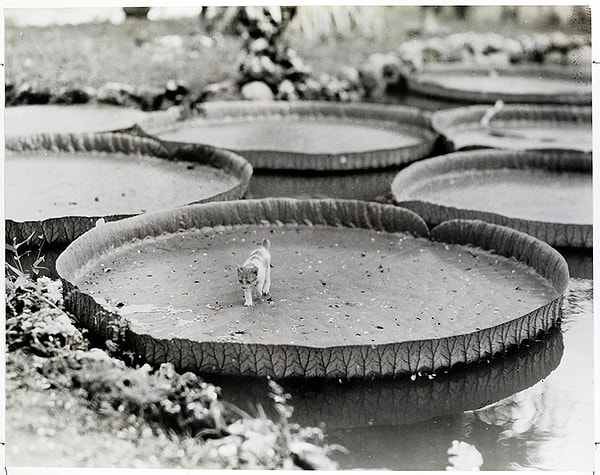 1. Котенок "на борту" водяной кувшинки Виктория, Филиппины, 1935