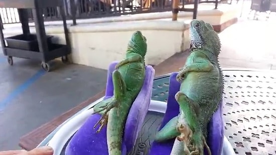 Две ящерицы наслаждаются отдыхом на диване словно султаны 👳👳