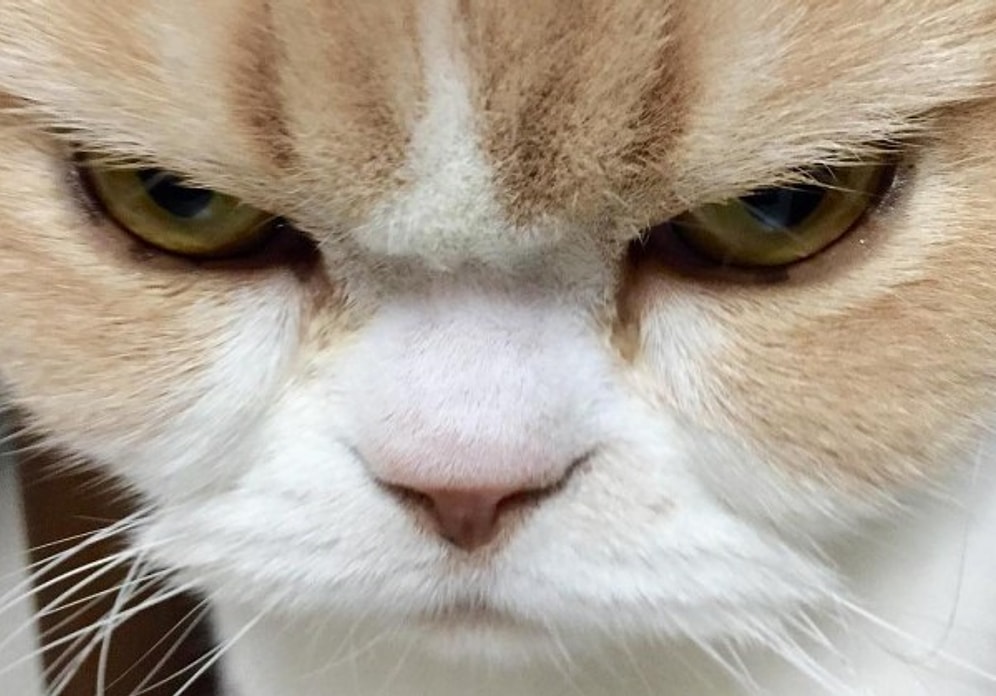 8 фото кошки, которая вечно чем-то недовольна