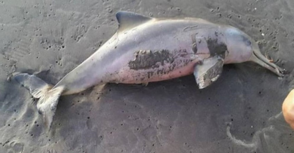 Люди замучили насмерть детеныша дельфина, делая с ним селфи!