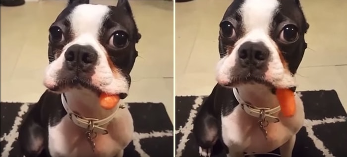 Yemek İstemediği Havucu Ağzından Yavaşça Dışarı Atan Şapşal Köpek