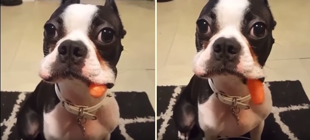 Yemek İstemediği Havucu Ağzından Yavaşça Dışarı Atan Şapşal Köpek