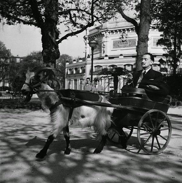 1. Salvador Dali, bir keçi tarafından çekilen küçük faytonu sürerken, 1953.