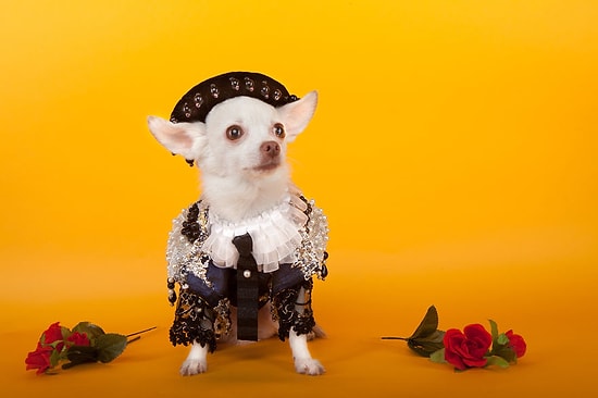 Энтони Рубио: Чихуахуа в образе матадора