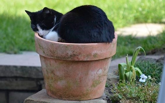 'Kedi Dalında Güzeldir' Lafını Doğrulayan 25 Organik Kedi