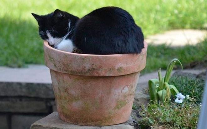 'Kedi Dalında Güzeldir' Lafını Doğrulayan 25 Organik Kedi