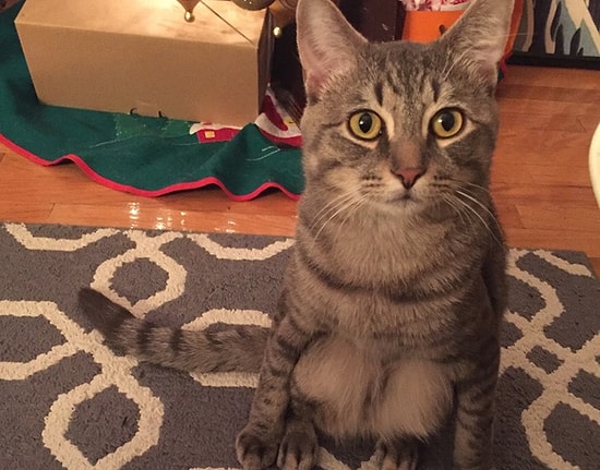 Бездомный кот с сюрпризом или маленький усатый человечек