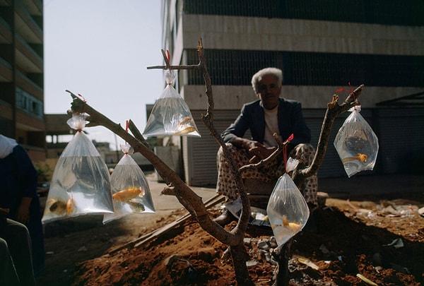 16. Bir ağacın dallarına astığı plastik torbaların içindeki Japon balıklarını satmaya çalışan adam. Beyrut, Lübnan. Şubat, 1983.