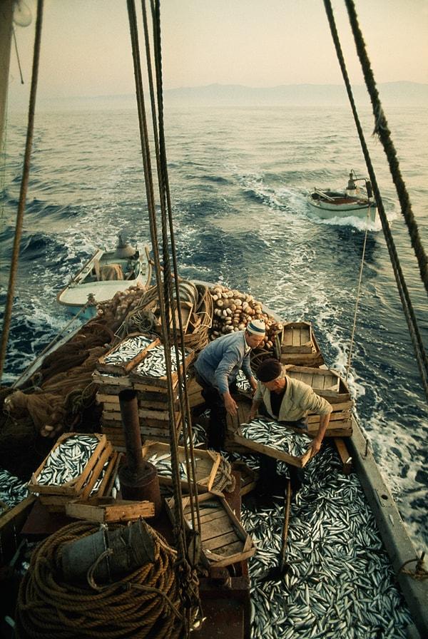 40. Yakaladıkları sardalyaları kasalara dolduran balıkçılar. Adriyatik Denizi. Mayıs, 1970.