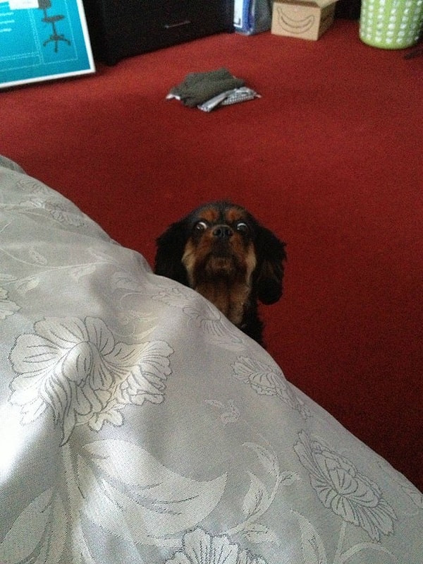 8. Даже твоей симпатяге-собачке ты не разрешаешь запрыгивать к себе в кровать