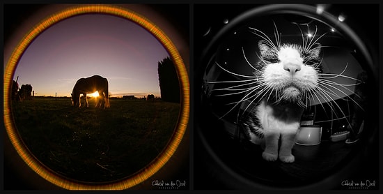 365 дней: фотопроект «Рыбий глаз»