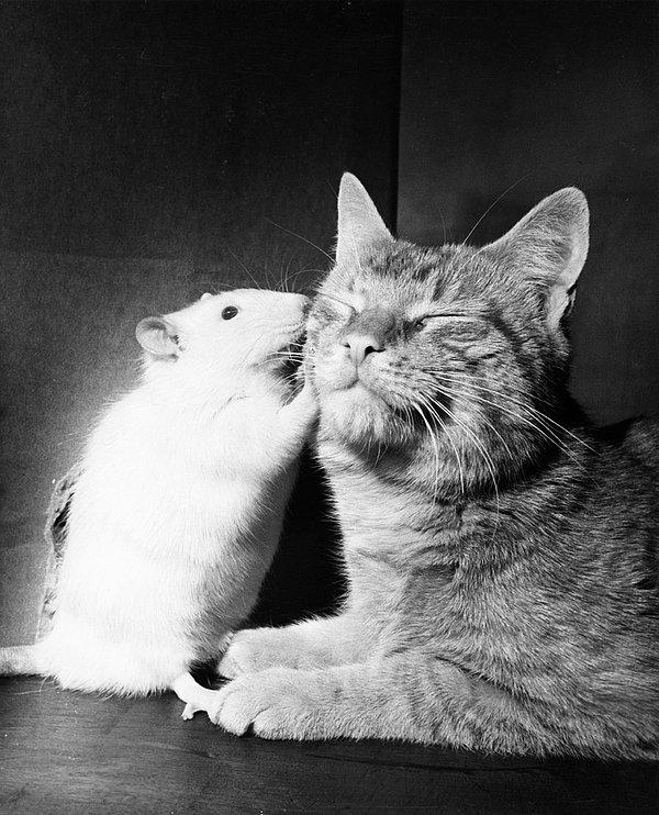 45. Yakın dost olan bir kedi ve beyaz sıçan. Nisan, 1964.