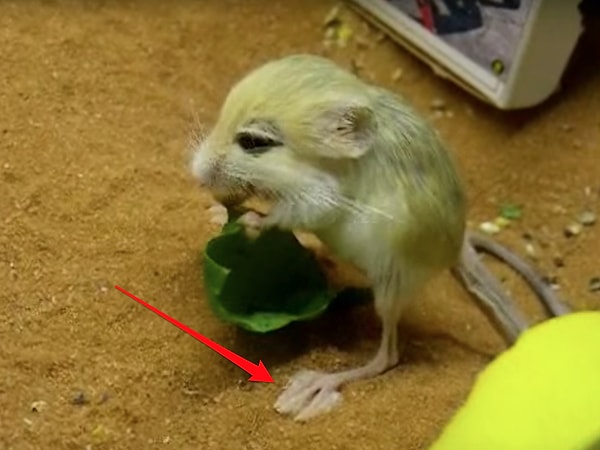 2. Его лапы неспроста такие огромные. Эти тушканчики способны прыгать, как кенгуру!