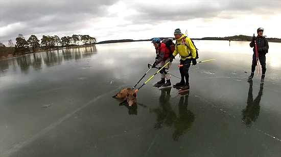Yaban Domuzu Curling: Donmuş Gölde Mahsur Kalan Domuzu Kurtarmanın En İyi Yolu