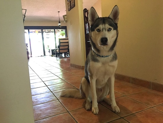 Ninja Köpek Kameranın Her Açısı Değiştiğinde Kemiğe Biraz Daha Yaklaşıyor