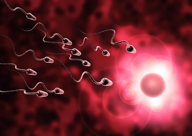 Fare Embriyosundan Alınan Kök Hücreyle Sperm Üretildi