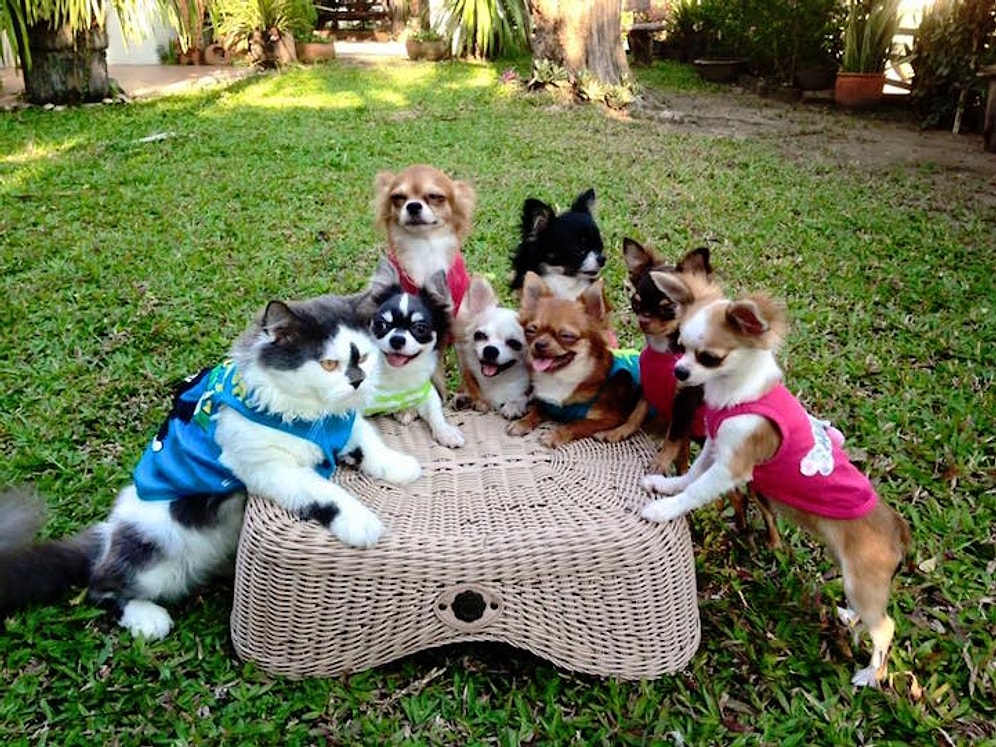 Заботливая кошка - лучший друг щенят чихуахуа