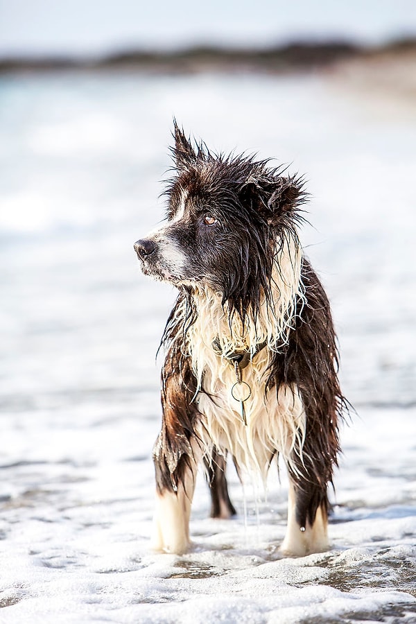 8. Берегите своих близких, даже тех из них, кто ходит на четырех лапах!