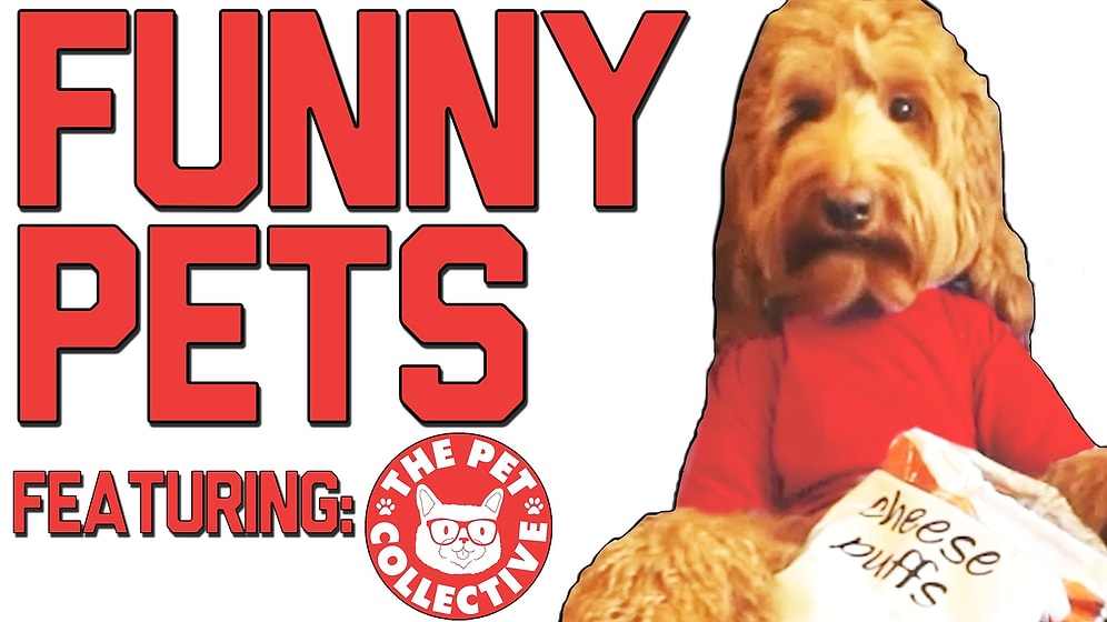 Эти забавные и нелепые, смешные и милые - животные