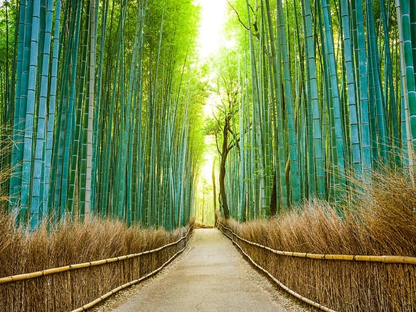 10. Какой цвет в изображении этого пейзажа вам кажется преобладающим?