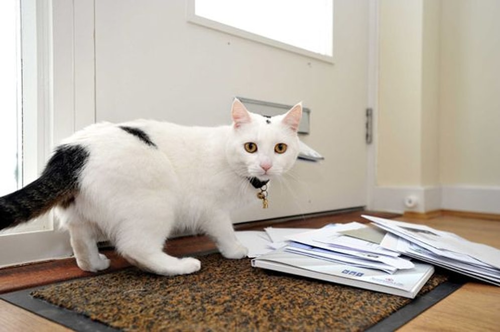 Postacılara Karşı Nedensizce Kin Besleyen Hırçın Kediler