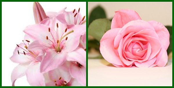 2. Розовый цвет – цвет скромности и юности