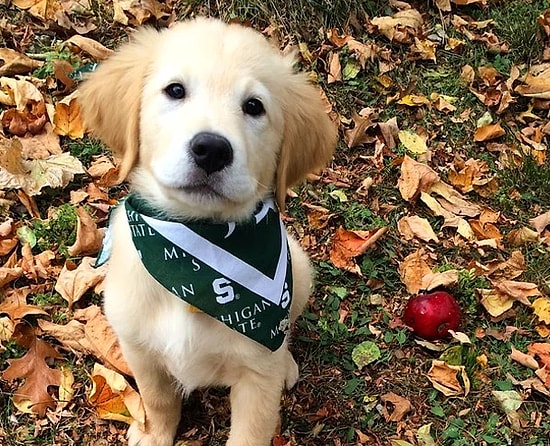 Вы не сможете сдержать улыбку, глядя на этого милого пса с брекетами