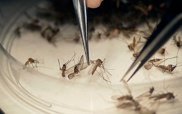 Zika Virüsü Nedir?